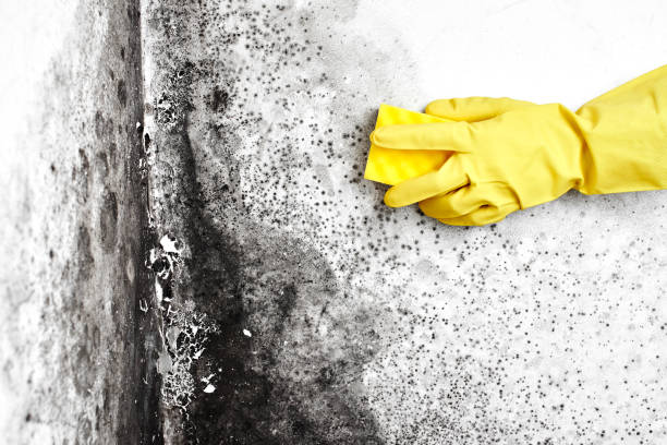 Reliable Belmont, NC Mold Removal Solutions