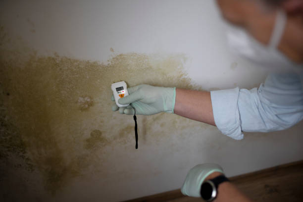 Best Black Mold Removal  in Belmont, NC