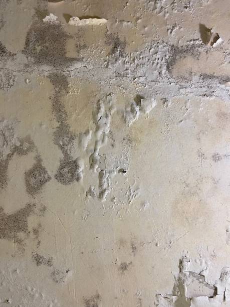 Best Certified Mold Removal  in Belmont, NC