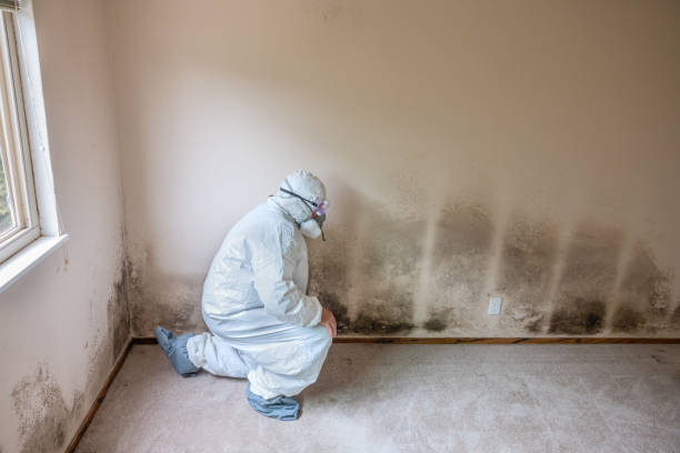 Best Residential Mold Removal  in Belmont, NC