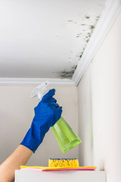 Best Toxic Mold Removal  in Belmont, NC